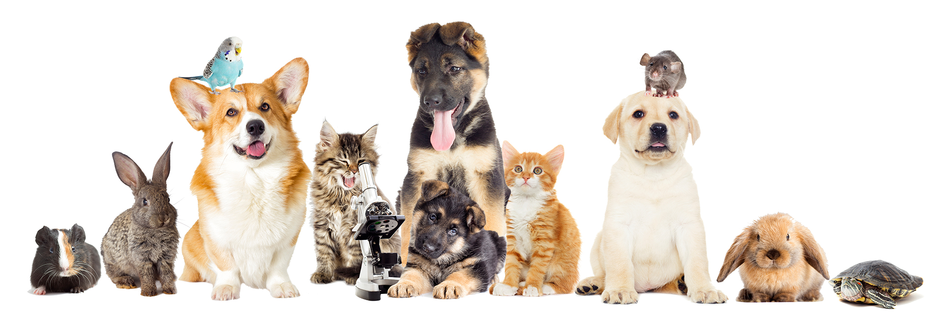 Giving Tuesday Image